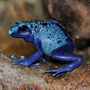 Dendrobates