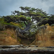Tree of Life (Tree Root Cave), Olympic National Park