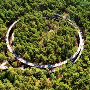 Cycling Through the Trees, Belgium