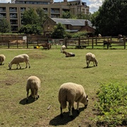 Hackney City Farm