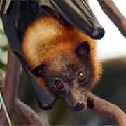 Flying Fox