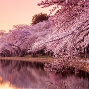 Cherry Blossoms in D.C.