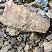 Montour Preserve Fossil Pit