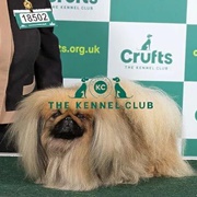 Pekingese