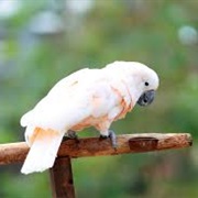 Salmon-Crested Cockatoo