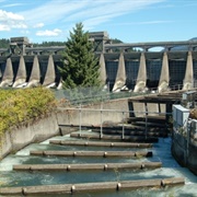 Bonneville Fish Hatchery, OR