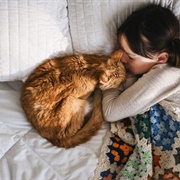 Sleeps Near or With You