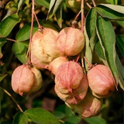 European Bladdernut (Staphylea Pinnata)