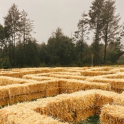 Haunted Hay Maze