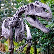 Most of an Allosaurus