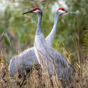 Sandhill Crane