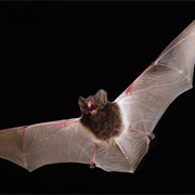 Large-Eared Flying Fox