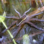 Fen Raft Spider