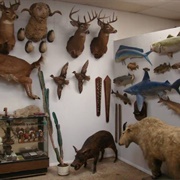 Cypress Hills Taxidermy Studio