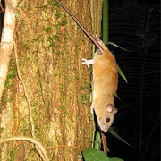 Fawn-Footed Melomys,