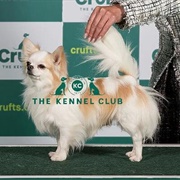 Chihuahua (Long Coat)