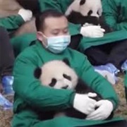 Panda Hugger
