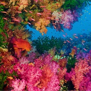 Rainbow Reef, Fiji
