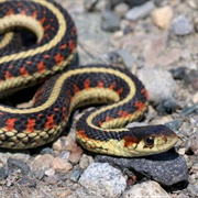 Garter Snake