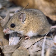 Eastern Pebble-Mound Mouse