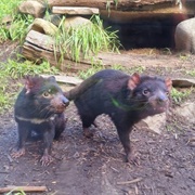 Tasmanian Devil Unzoo