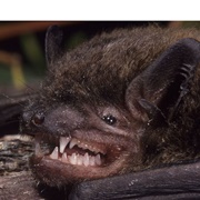 Western False Pipistrelle