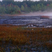 Ponemah Bog Wildlife Sanctuary