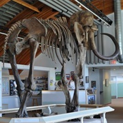 Yukon Beringia Interpretive Centre