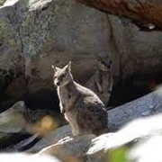 Mount Claro Rock-Wallaby
