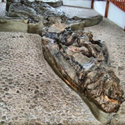 Museo El Fósil