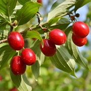 Cornelian Cherry
