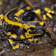 Fire Salamander
