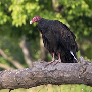 Turkey Vulture