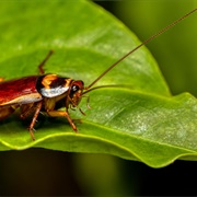 Tropical Cockroach