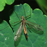 Crane Fly