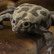 Titicaca Water Frog