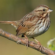 Song Sparrow