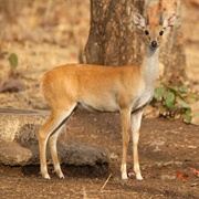 Four-Horned Antelope