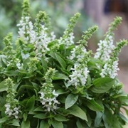 White Basil