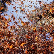 Monarch Butterfly Biosphere Reserve, Mexico