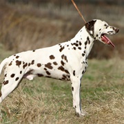 Dalmatian