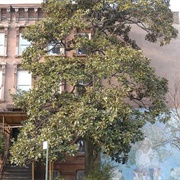 Magnolia Grandiflora