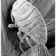 Hemlock Woolly Adelgid!