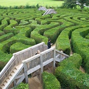 Longleat Hedge Maze