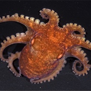 Star-Sucker Pygmy Octopus