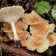 Common Funnel (Infundibulicybe Gibba)