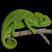 Chameleons