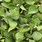 Edible Leaves