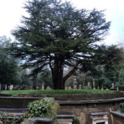 World's Largest Potted Plant