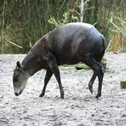 Yellow-Backed Duiker